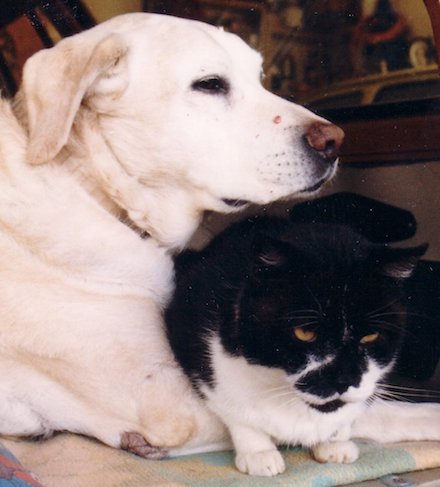 Duke dog with Tom cat