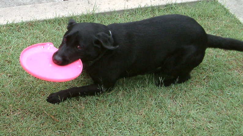 Power of play - Harry playing with frisbee