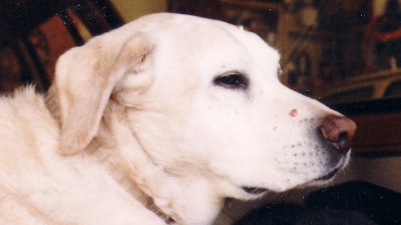 My first dog - Duke