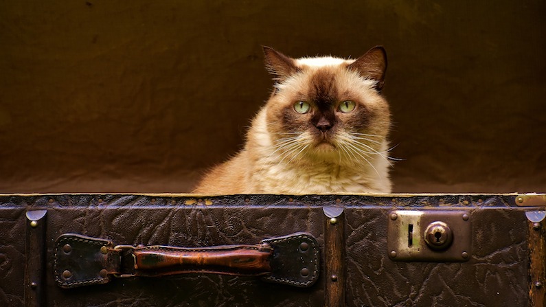 Cat in a travel trunk